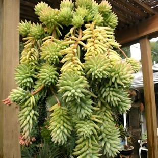 10个千佛手 多肉植物无根砍头苗种苗肉肉小苗穴盘苗 新手易养活