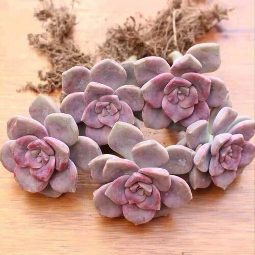 多肉植物无根砍头苗种苗紫乐