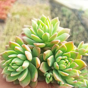 10颗  马库斯 多肉植物穴盘苗无根砍头苗种苗特价肉肉盆栽 很好养