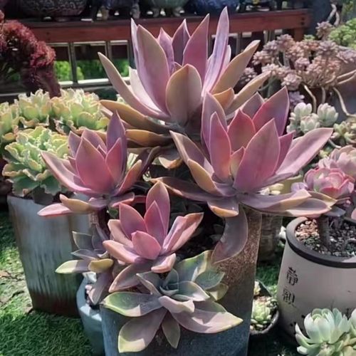 5颗太妃糖 多肉植物无根砍头苗紫色肉肉种苗小苗有根苗能长很大　