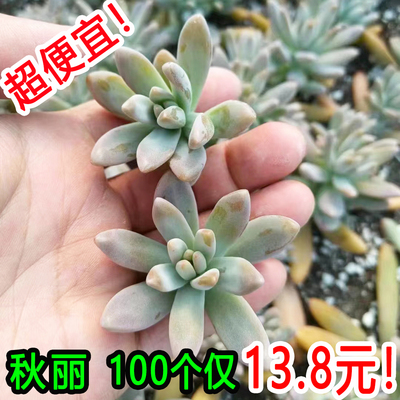 很好养的多肉植物小盆栽秋丽