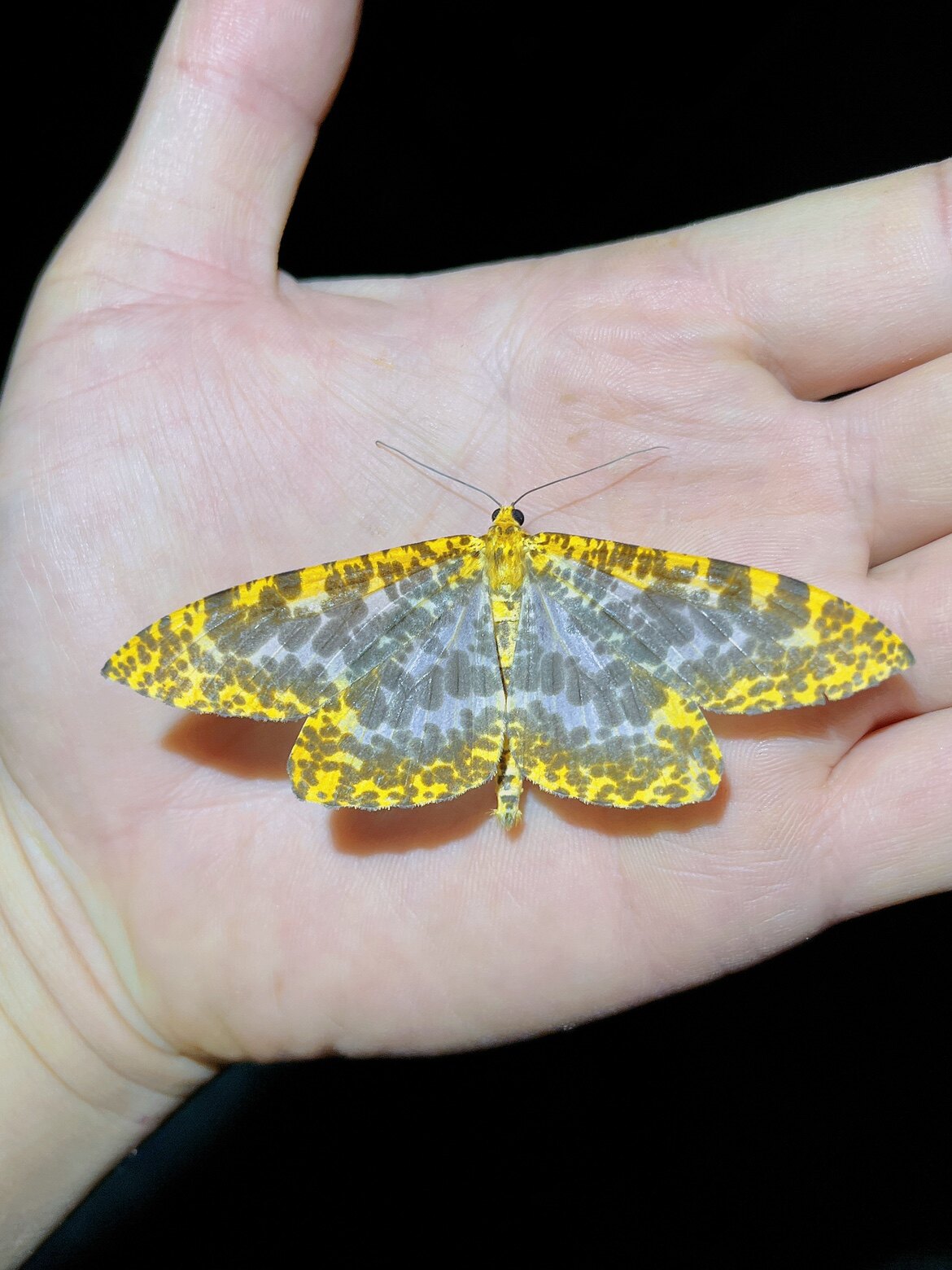 巨豹纹尺蛾 a1未整姿原蛾飞蛾蝴蝶昆虫标本 生物科学实验器材教材