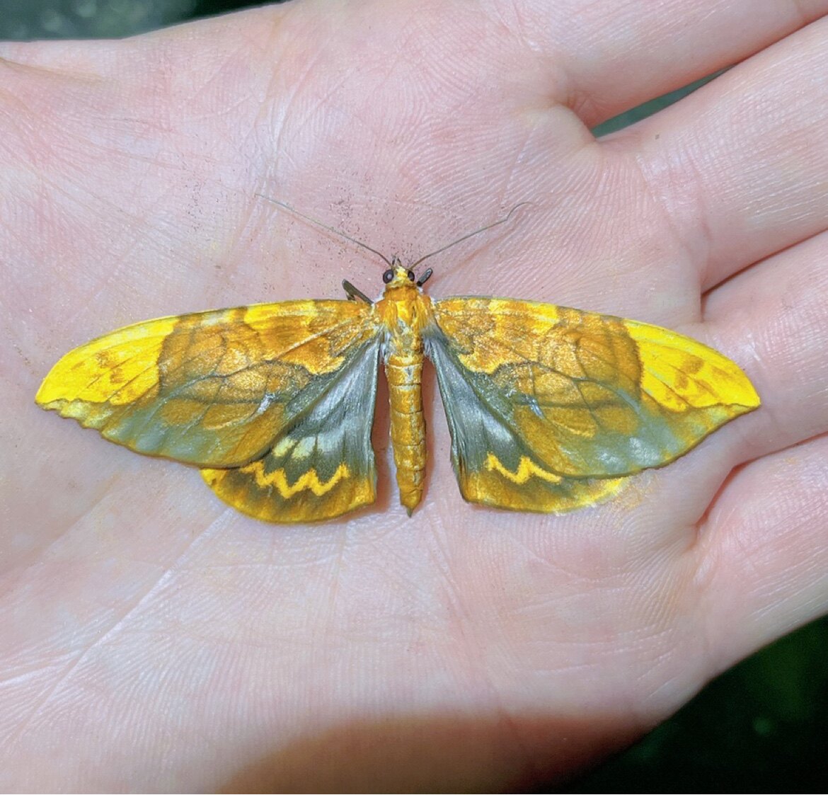 中国枯叶尺蛾 a1未整姿原蛾飞蛾蝴蝶昆虫标本 挂饰礼物标本框定制