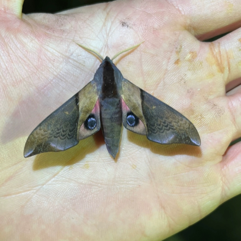 曲线蓝目天蛾 a1未展翅原蛾 飞蛾蝴蝶昆虫标本 手工兴趣爱好裱框