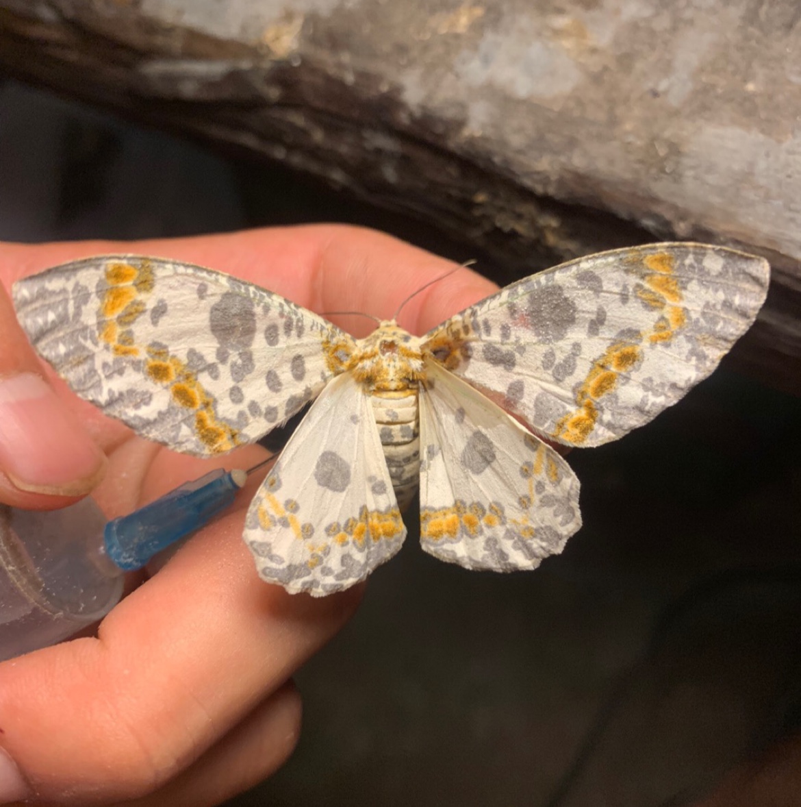 木橑尺蠖蛾 飞蛾蝴蝶昆虫标本 手工diy裱框制作礼物 兴趣爱好科普