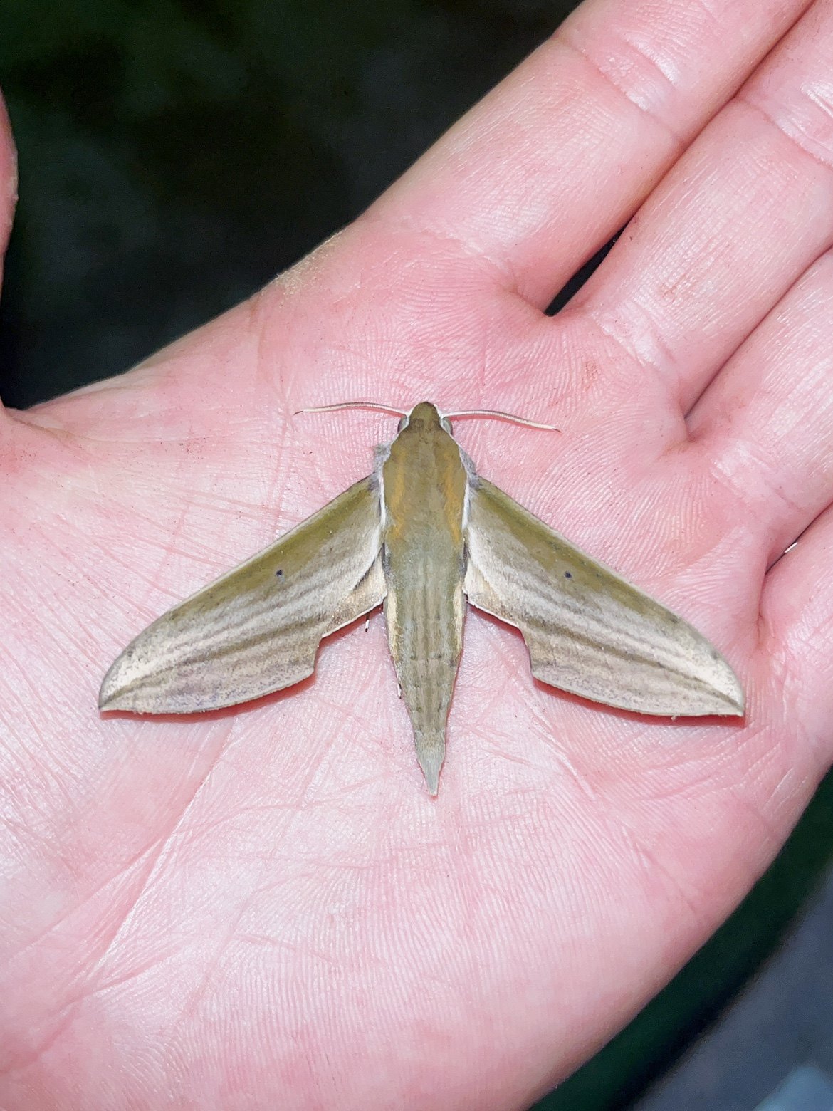 平背线天蛾a1未整姿原蛾飞蛾蝴蝶昆虫标本制作素材农业害虫教学用