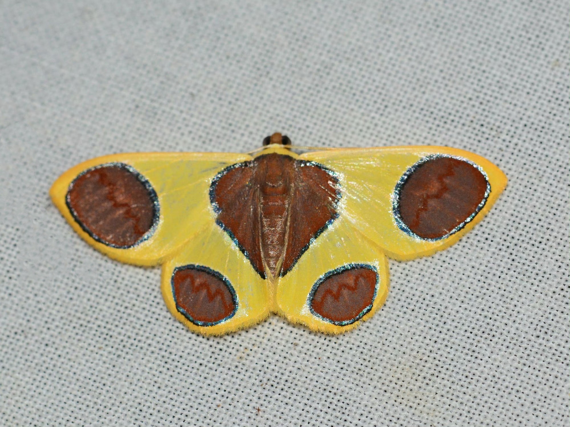 丸尺蛾属A1/-未展翅原蛾蝴蝶飞蛾标本素材生命科学分类农业害虫学