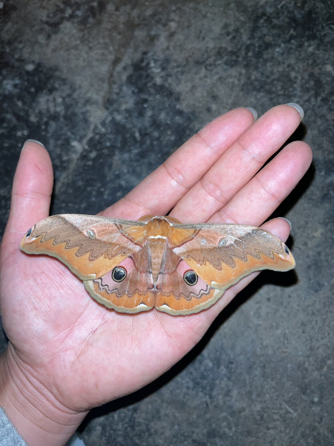 银杏大蚕蛾a1未整姿标本素材飞蛾蝴蝶昆虫裱框手工制作需自行展翅