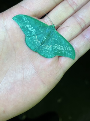 镰翅钩蛾A1/-未展翅原蛾飞蛾蝴蝶昆虫标本