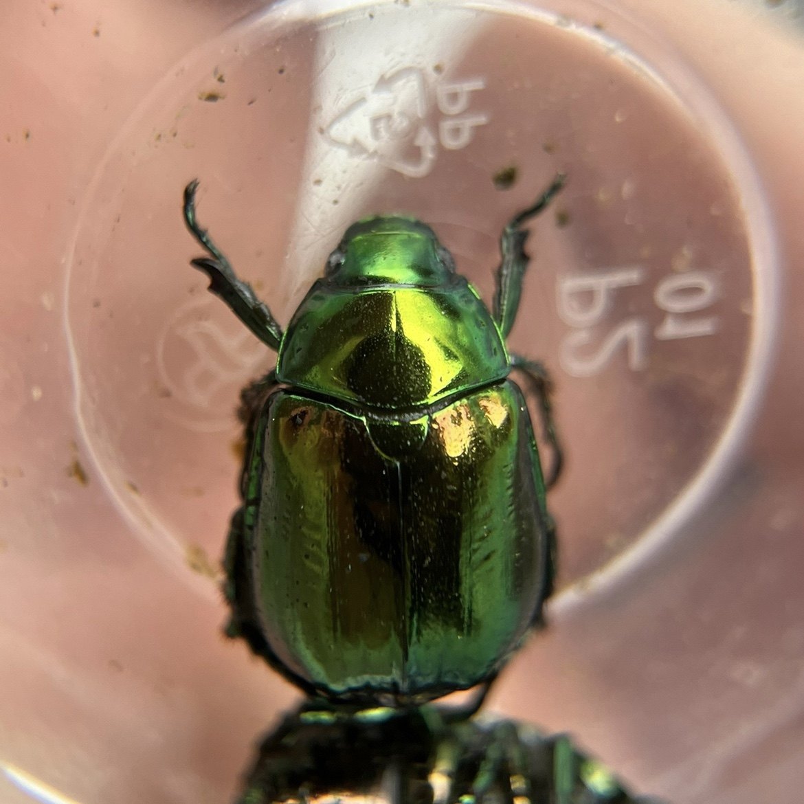 丽金龟昆虫甲虫标本手工装饰画素材a1未整姿原虫兴趣爱好昆虫教学