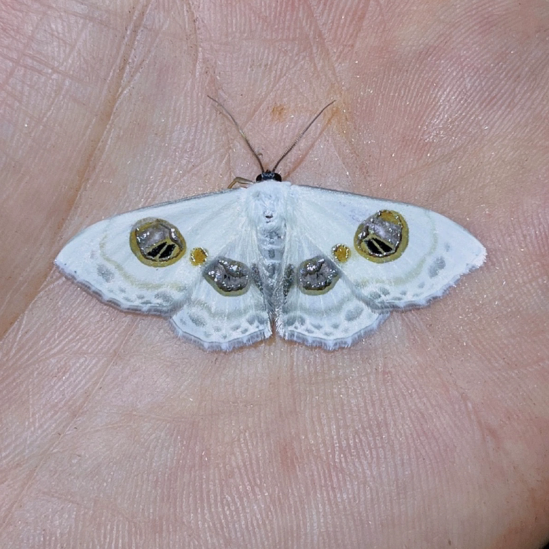 猫眼尺蛾a1未整姿原蛾飞蛾蝴蝶昆虫标本手工裱框制作相框摆件定制