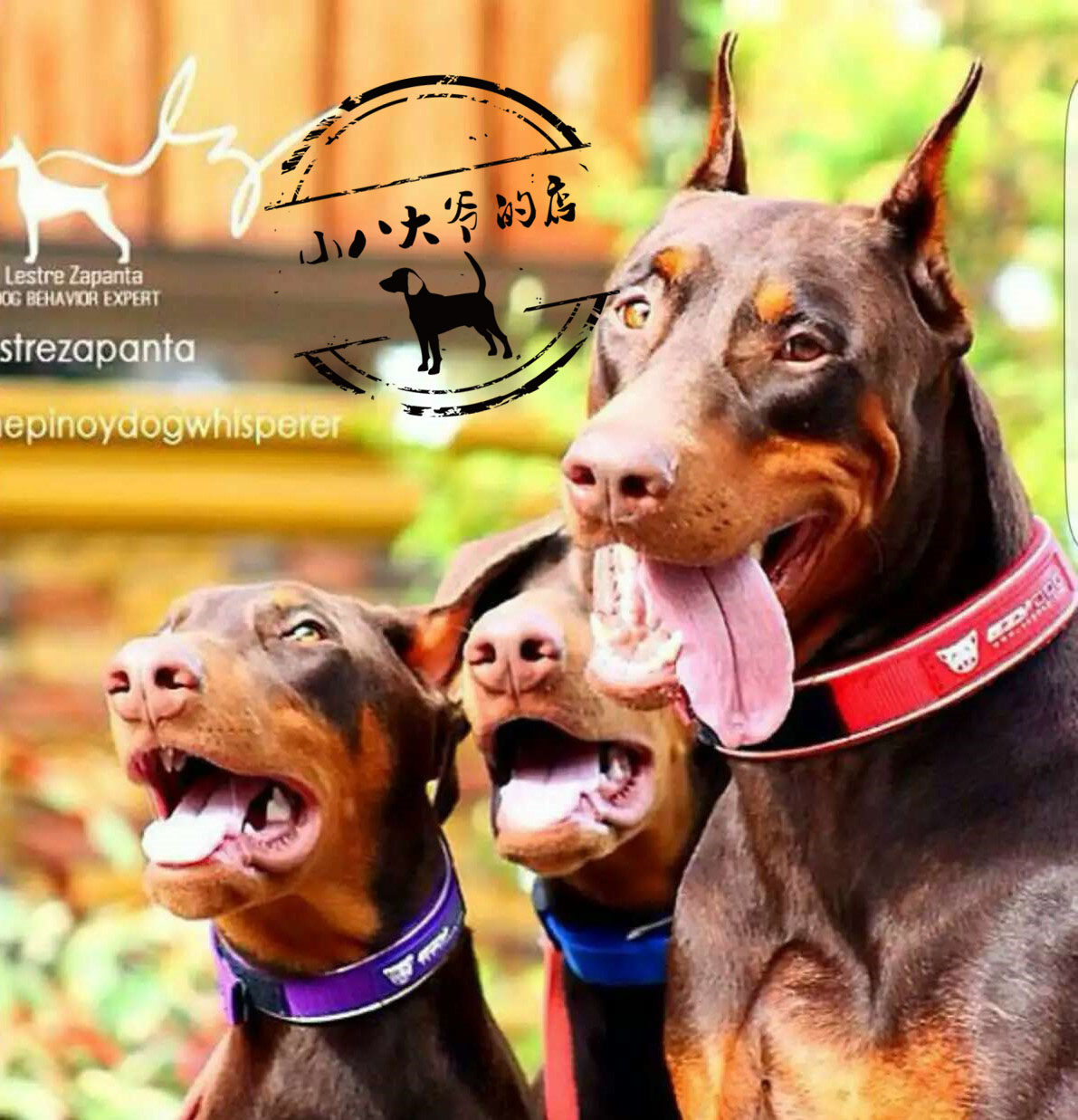 小八商店 澳洲EZYDOG尼欧防水项圈加厚材质链狗脖子金毛犬狗脖圈
