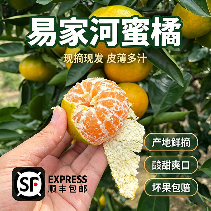 正宗江西庐山西海易家河蜜橘