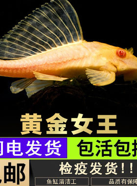 黄金红眼女王清道夫活体大型小型