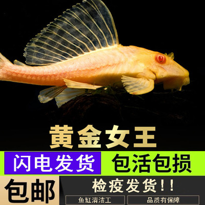 黄金红眼女王清道夫活体大型小型