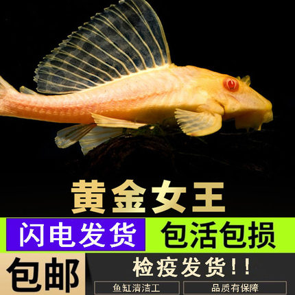黄金红眼女王清道夫大帆女皇活体大型小型吃垃圾异型鱼热带观赏鱼