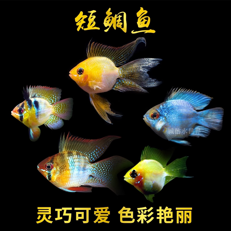 桃心金波子阿凡达凤凰鱼皮卡丘宝篮球热带观赏鱼活体小型鱼淡水鱼