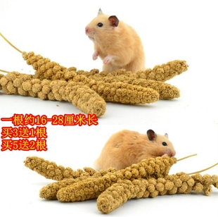 买3送1仓鼠零食玩具 天然黄谷穗 一根约16-28G 逗鼠高纤维