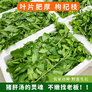 【现货】枸杞叶新鲜枸杞叶带枝枸杞菜煮汤蔬菜当季食用叶子绿叶