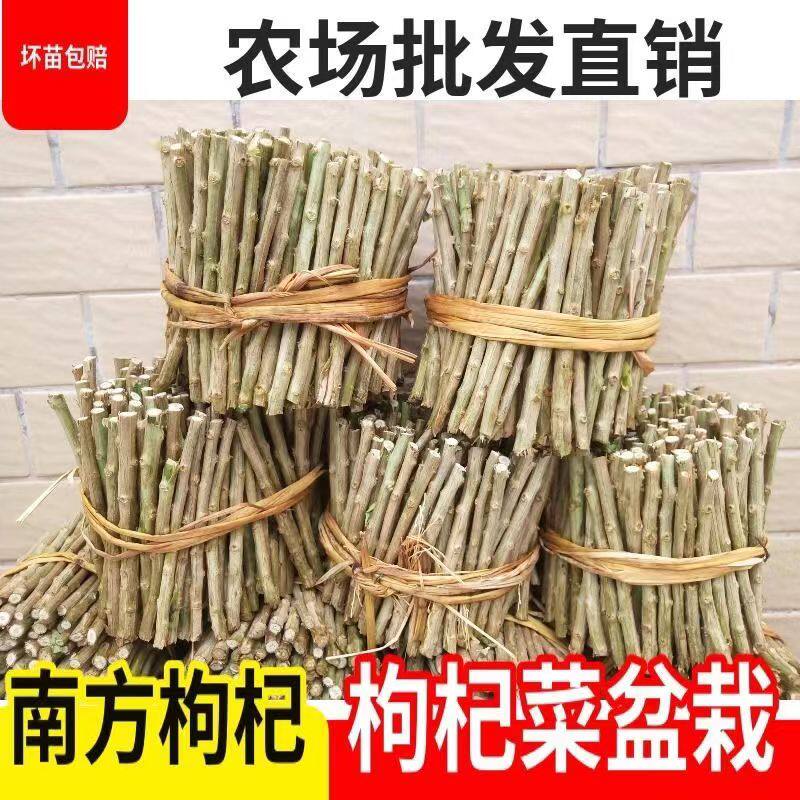 农村家庭阳台可吃用大叶枸杞菜苗盆景树苗庭院枸杞叶新鲜食用当季图片