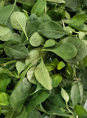 枸杞菜嫩叶芽尖新鲜现摘现发枸杞头叶煮汤炒菜嫩叶商用枸杞菜叶菜