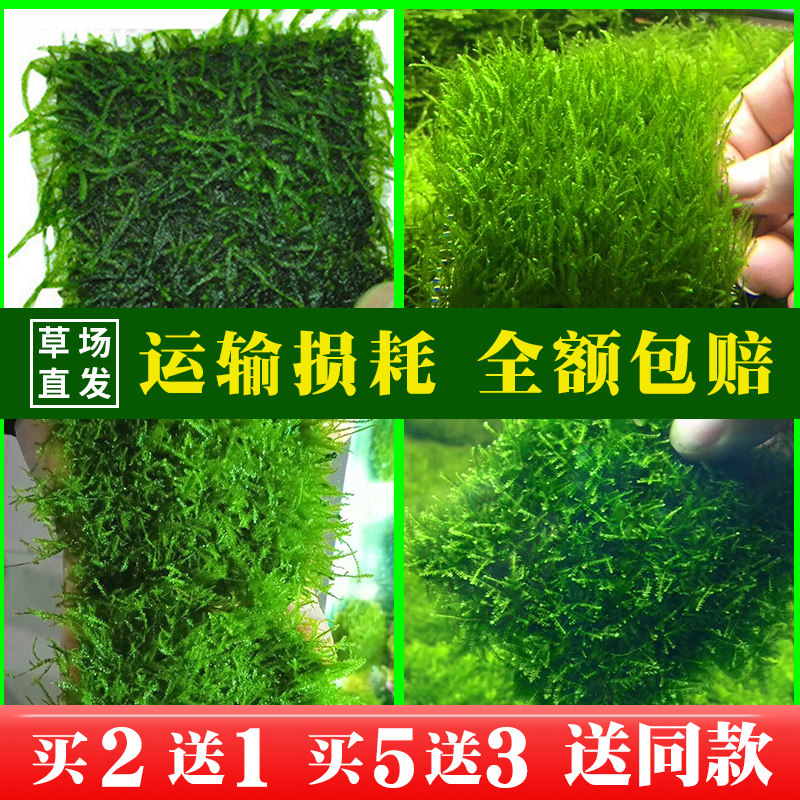 水草哪个牌子好 水草品牌排名前10名 最宠网