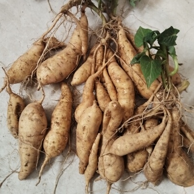 现挖福薯18号食叶型种薯专吃叶子地瓜种子红薯种红苕种育苗专用
