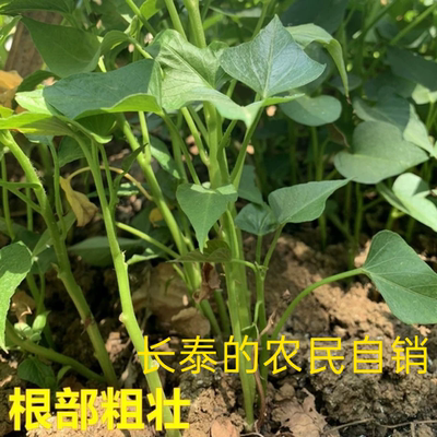 可种植苗农家自种现摘现发红薯叶新鲜地瓜叶红苕尖番薯叶1/3/5斤