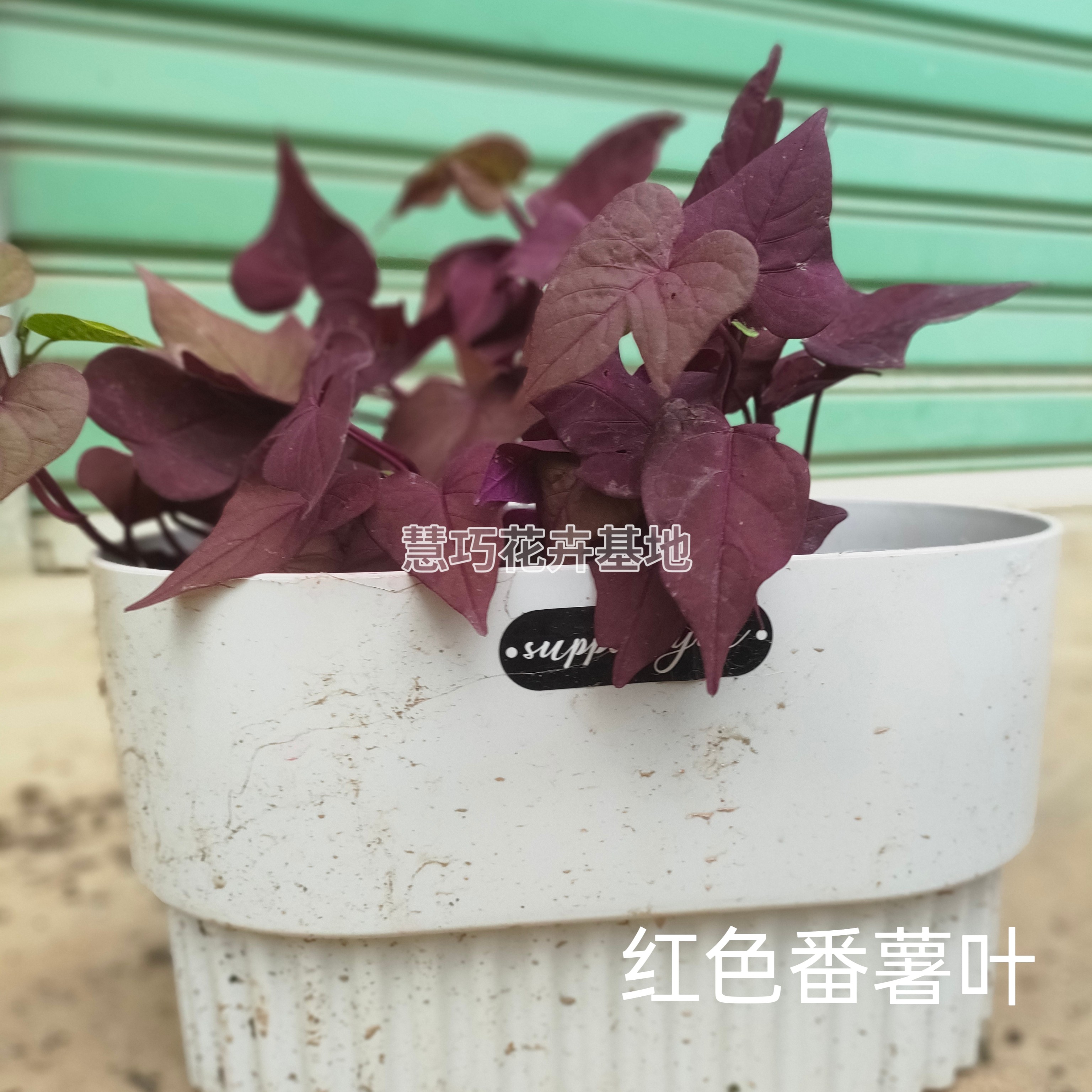 红叶番薯粉红叶地瓜花叶山芋紫薯粉色叶片观叶植物彩色绿植红薯苗