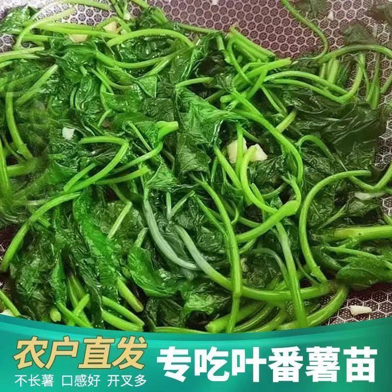 现采现发正宗食叶型新鲜红薯叶 地瓜 番薯叶老藤扦插用春季蔬菜