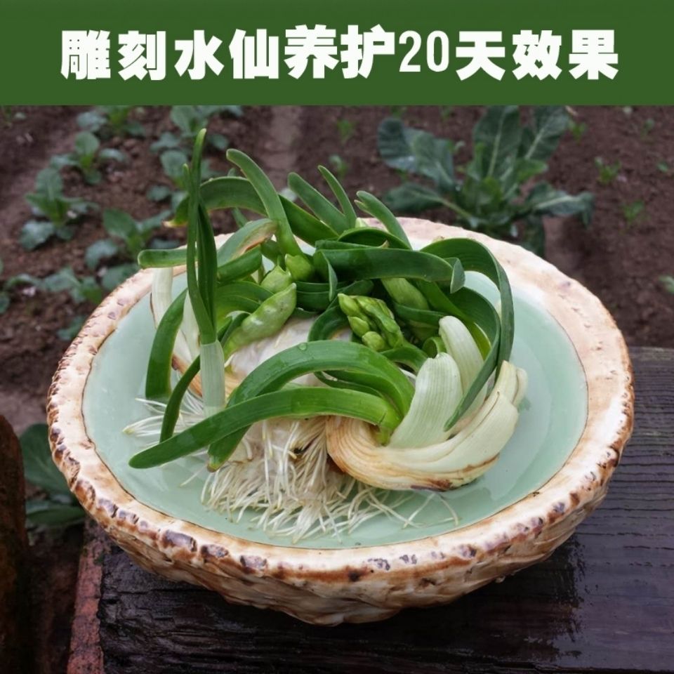 学校卷叶雕刻水仙花种球已雕刻春节耐寒盆栽水培花卉种子已养绿