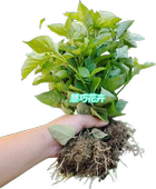 血通菜苗绿线叶宽叶十万错铁打草盗偷草四季 野菜当季 火锅蔬菜活苗