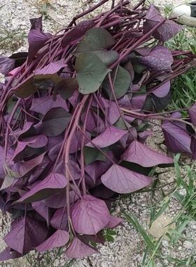 紫色食叶型红薯叶番薯叶地瓜叶新鲜蔬菜苕尖可作盆栽绿植酒店特菜