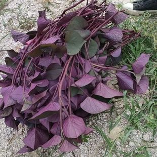 紫色食叶型红薯叶番薯叶地瓜叶新鲜蔬菜苕尖可作盆栽绿植酒店特菜