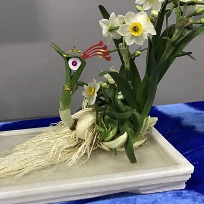 复瓣玉玲珑稀有雕刻水仙花盆栽阳台花卉凌波仙子春节开花送礼植物