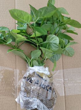 血通菜苗绿线叶宽叶十万错铁打草盗偷草四季野菜新鲜菜春季荆芥菜