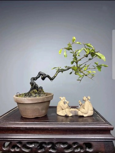 金弹子盆景直播拍品链接，一物一拍，不包活，介意慎拍