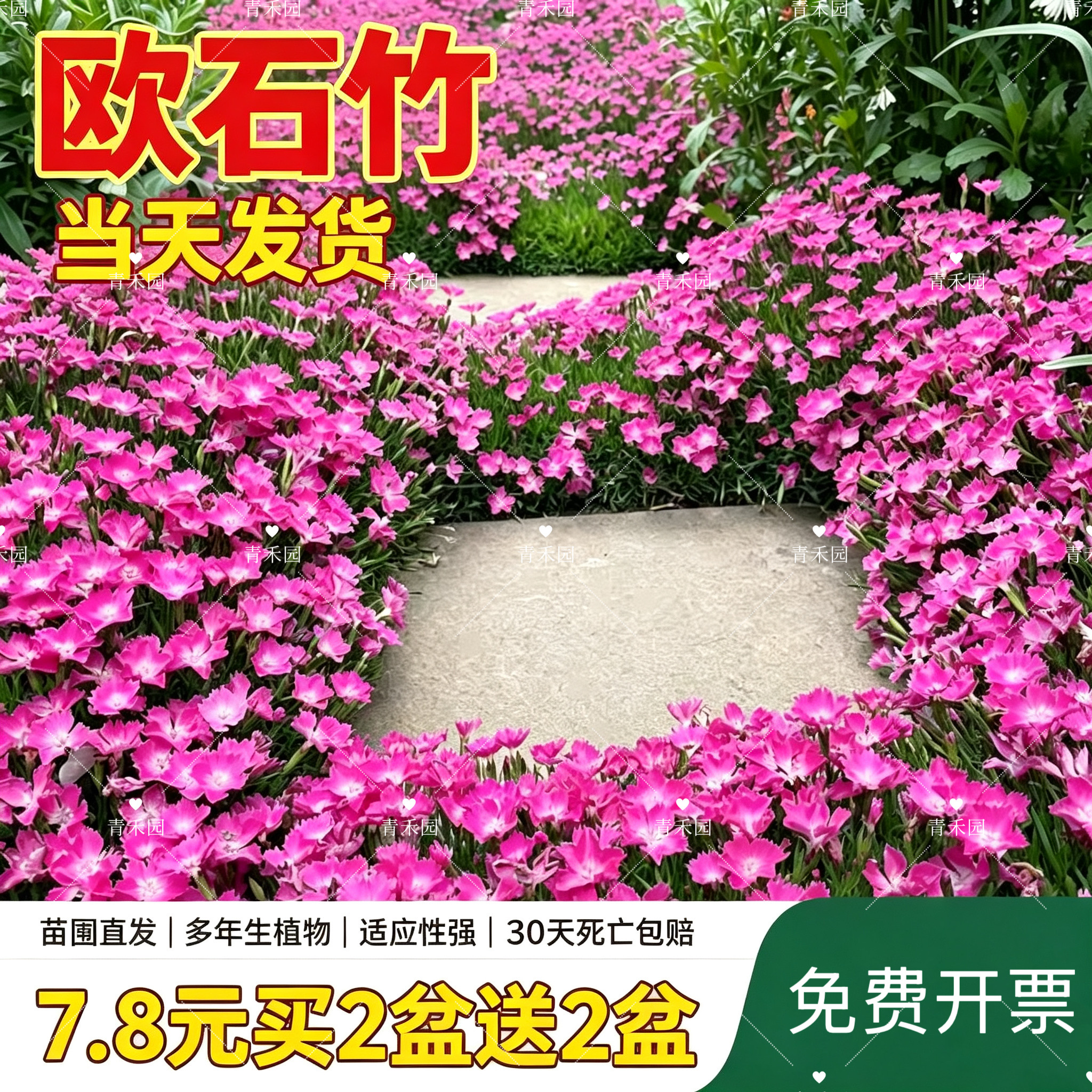 欧石竹花苗石竹花带花苞四季草皮室外草坪易活耐寒植物庭院花期长