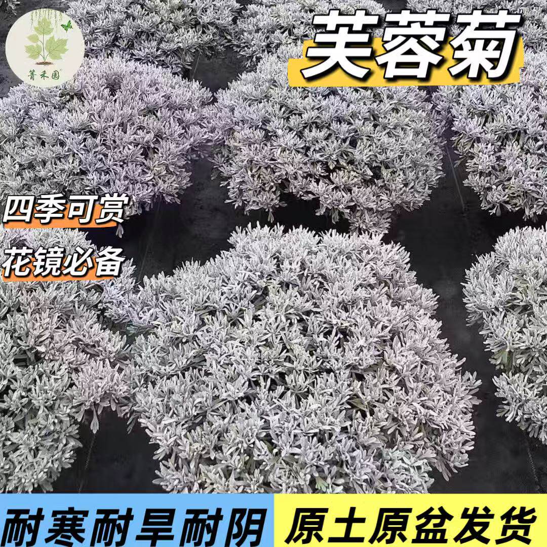 芙蓉菊大苗盆栽多年生宿根花中草药花卉耐寒耐热庭院花园四季可赏