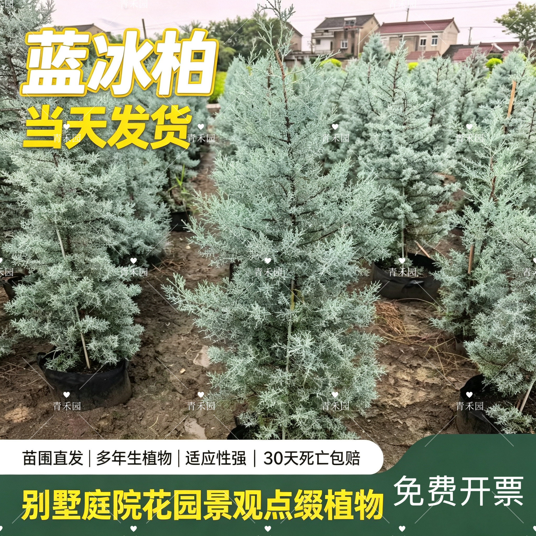 蓝冰柏盆栽耐寒耐晒四季常绿松柏树庭院造景花镜植物阳台户外绿植