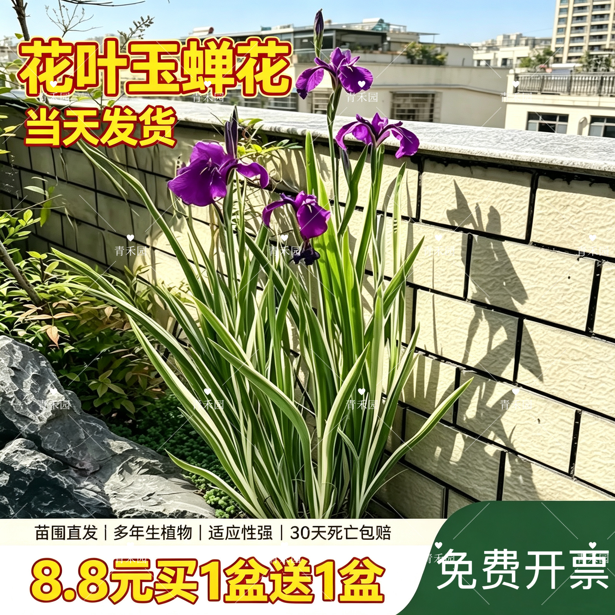 花叶玉蝉花耐热耐寒易养盆栽