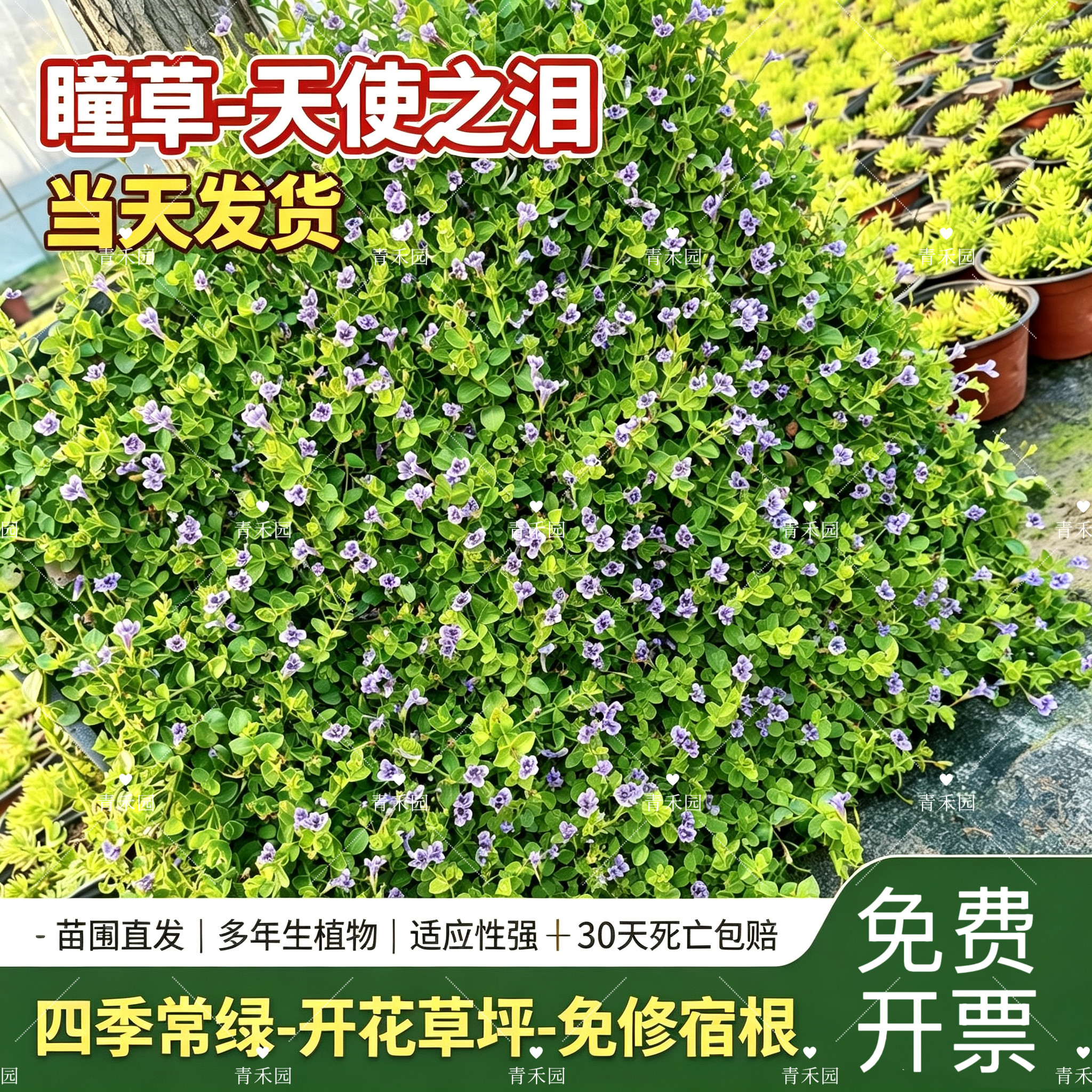 青禾园瞳草天使之泪耐寒耐旱好养
