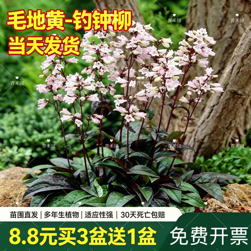 青禾园毛地黄吊钟柳耐寒耐旱盆栽