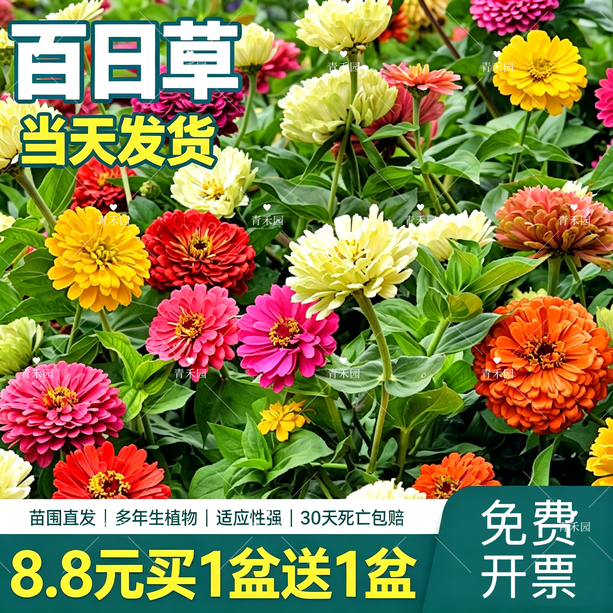 青禾园百日草耐寒耐旱好养