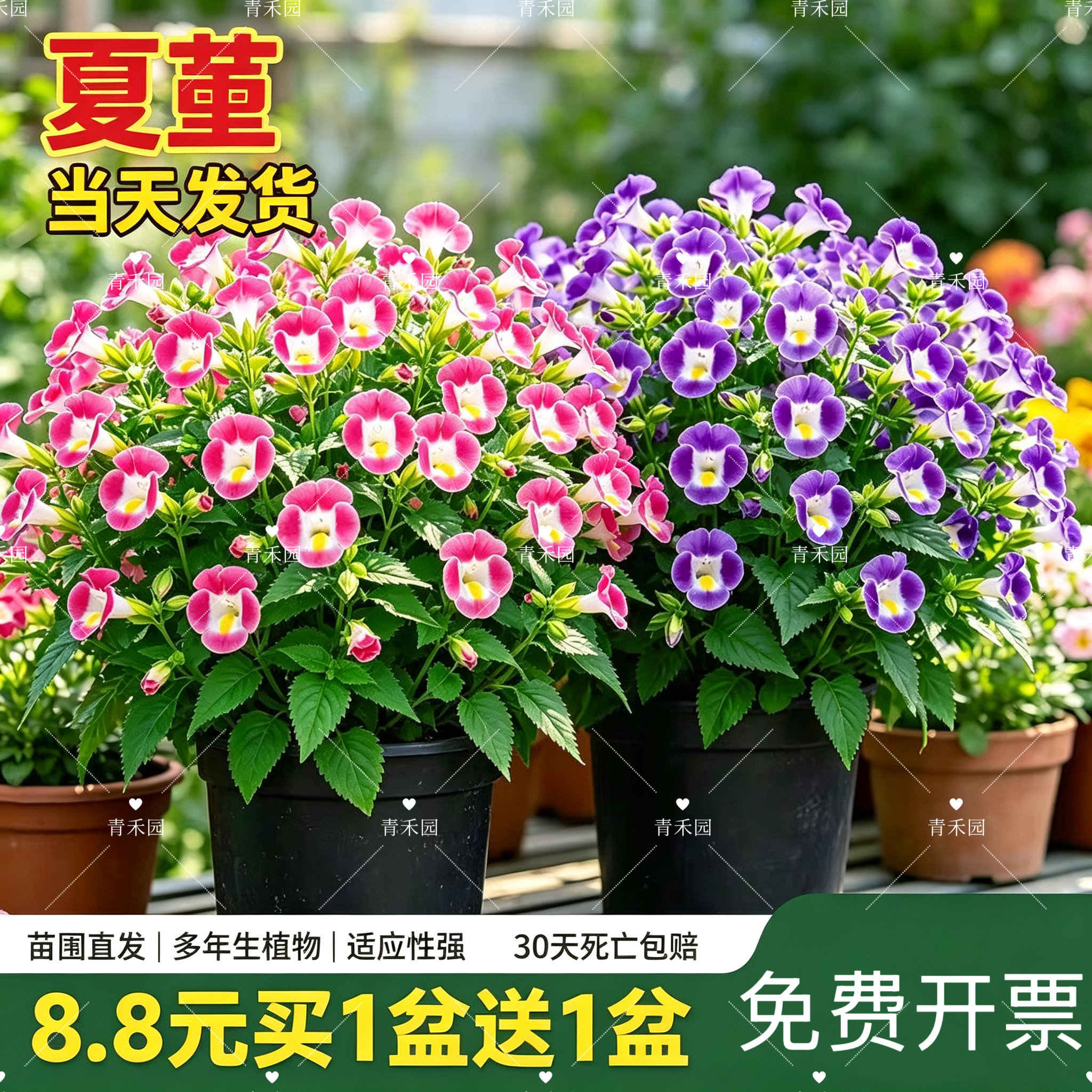 夏堇耐热耐晒好养盆栽地被观赏