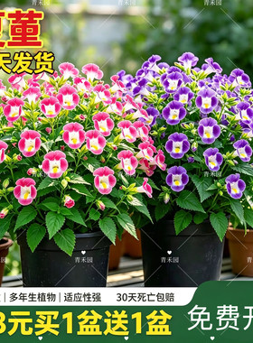 夏堇耐热耐晒好养盆栽地被观赏