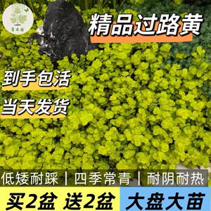 庭院绿化耐寒耐热常绿开花耐踩