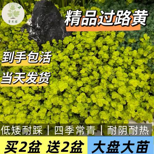 庭院绿化耐寒耐热常绿开花耐踩