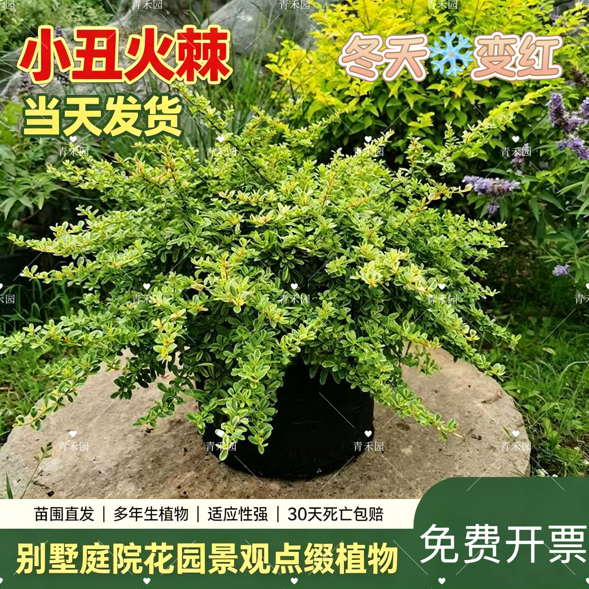 小丑火棘庭院耐寒耐热变色多年生