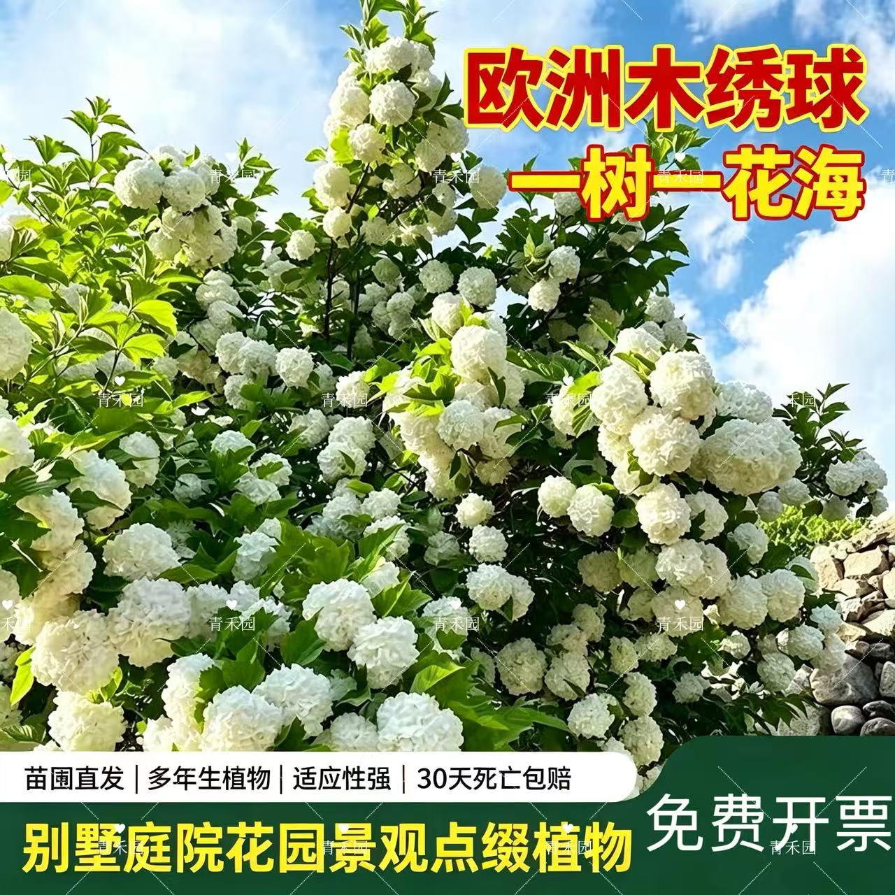 欧洲木绣球树苗盆栽多年生灌木